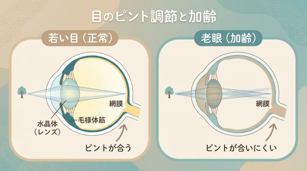老眼のメカニズム 説明図